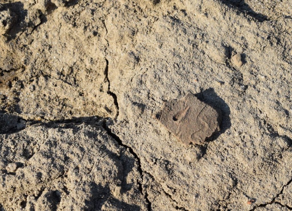 Stredoveký črep nájdený na novom nálezisku povrchovým zberom (foto: M. Furman)